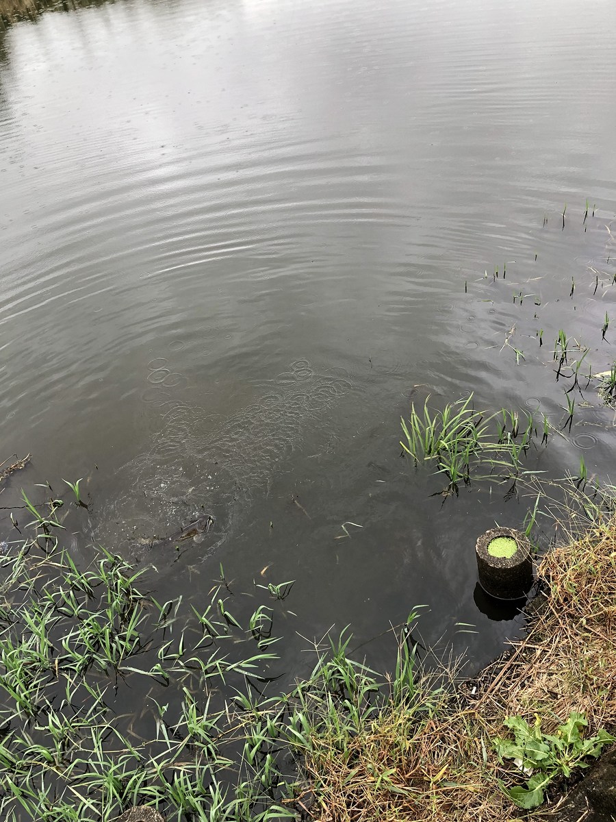 

 [center]เนื่องจากฝนตกปรอยๆ เลยเดินแถว