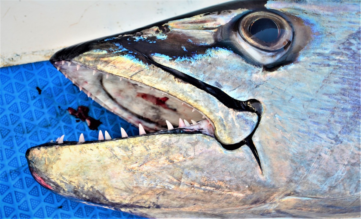สายพันธ์ุนักล่า.....ใต้ผืนทะเลสีน้ำเงินเข้ม Dog tooth tuna :smile: