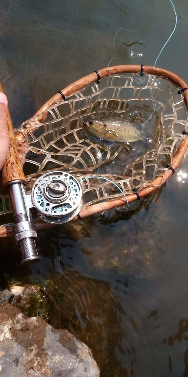 ข้อมูล

ปลาหมอไทย(ปลาหมอสะเด็ด หรือ ปลาเข็ง)
 Climbing Perch (Anabas testudineus)
  
 สิ่งที่น่