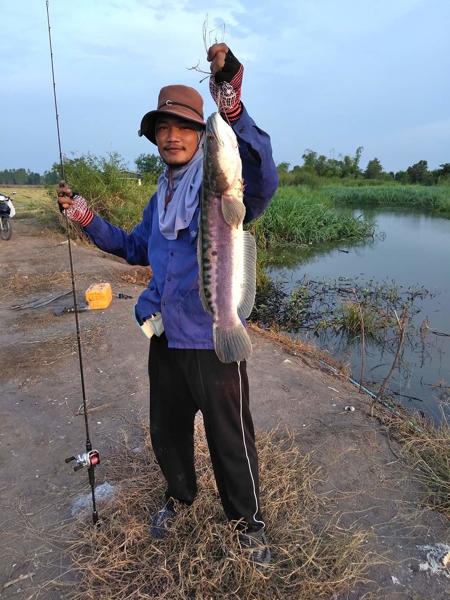 ถัดมาอีกทริป ช่วงหน้าฝน ล่าชะโดคลองเหมือนเดิมครับ น้องชายสุดหล่อ