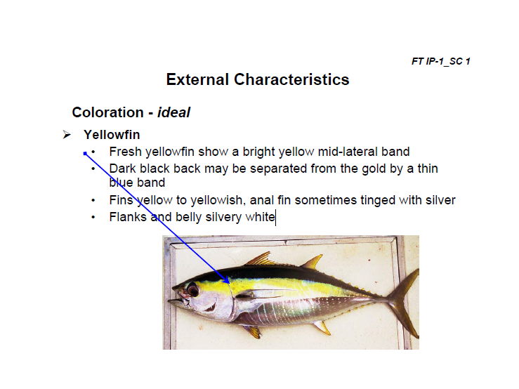 YFT เมื่อขึ้นมาจากทะเลใหม่ จะมีสีเหลืองแวว สดใส
หลังมีสีดำคล้ำ ที่มีสีนำ้เงินตัดขอบ
แถบสีเหลือง อา