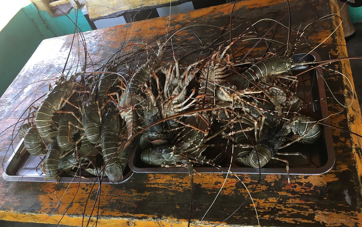  กุ้งมังกรทั้งหมดที่ได้ ประมาณ 9 โลกว่า แบ่งไปย่างแล้วบางส่วน รู้ไหมครับ ราคาเท่าไหร่ 125,000 จ๊าด ร