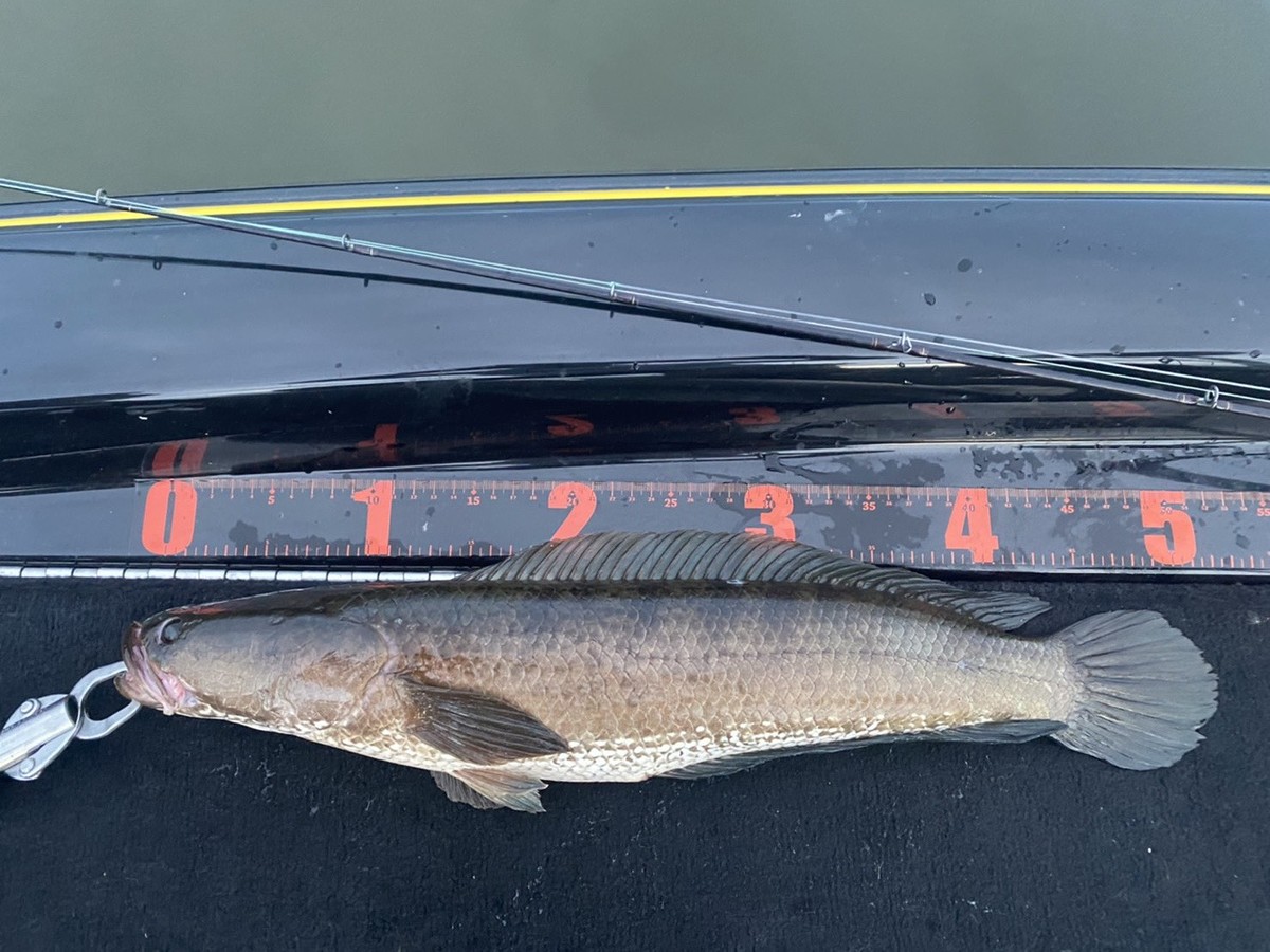 ความยาวนำตัวเเรกไปเยอะเลยคคับ 50Cm นิดๆ  :smile: :cheer: