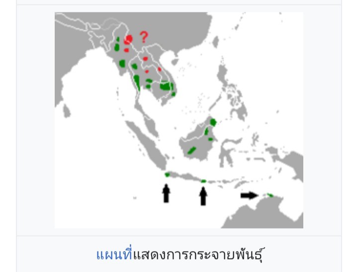  [b]ถิ่นที่อยู่และรายละเอียด[/b]

วัวแด