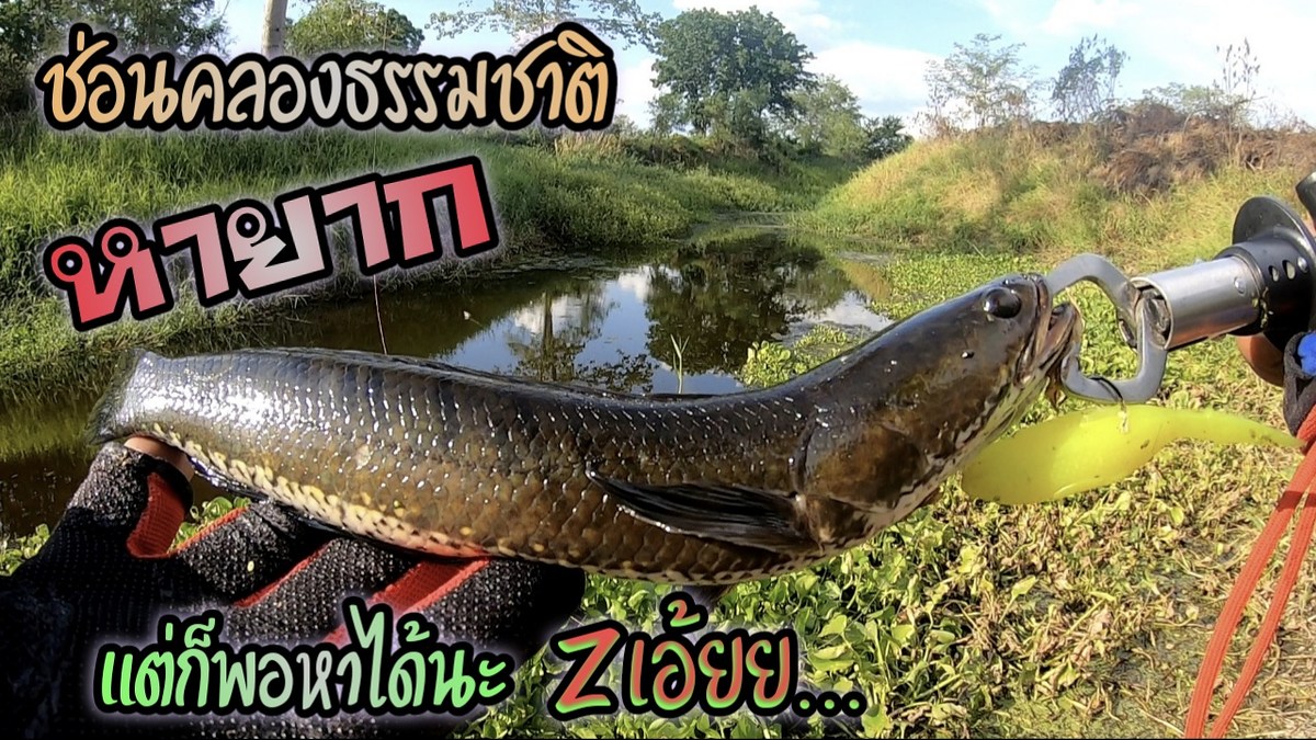 ตกปลาช่อนคลองธรรมชาติ หายากแต่ก็พอหาได้นะ Zเอ้ยย...5 cm.