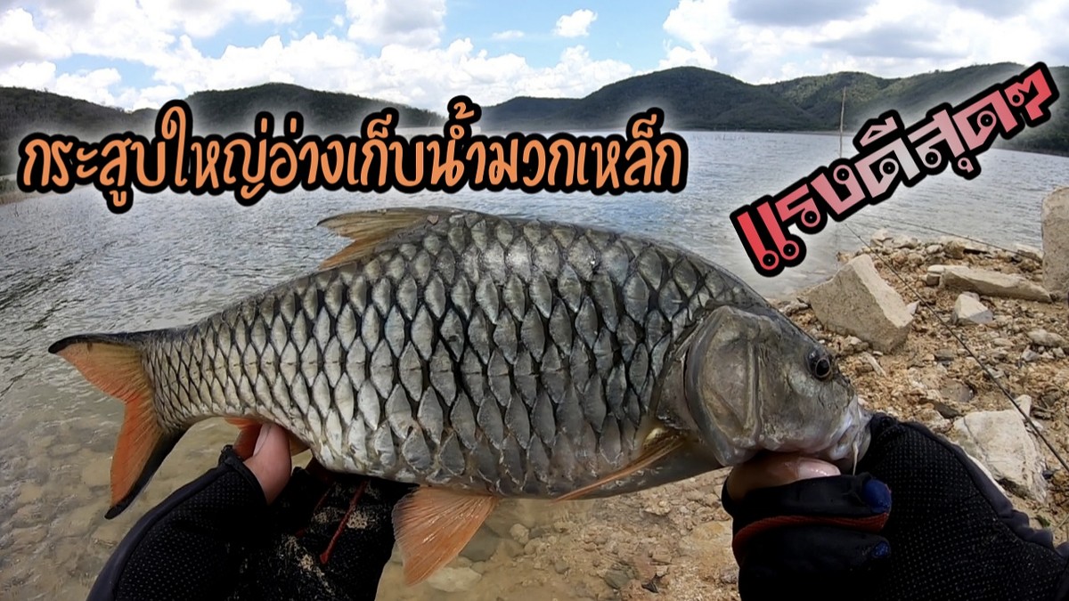 ตกปลากระสูบอ่างเก็บน้ำมวกเหล็ก เจอกระสูบใหญ่สู้กันมันสุดๆ