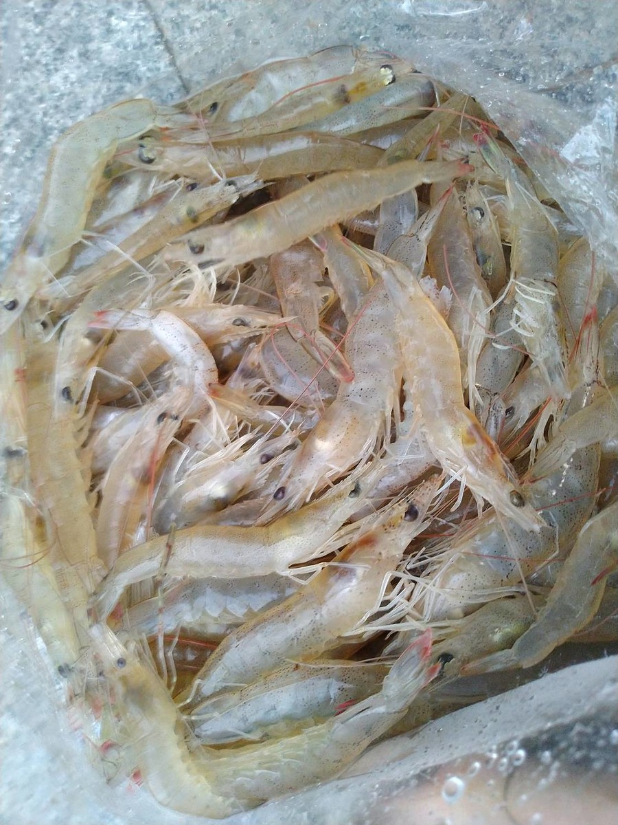 กุ้งเหยื่อ ผมยกให้น้าตั๋นไปหมดหล่ะครับ
ลองเอาไปกิน แล้วจะติดใจ