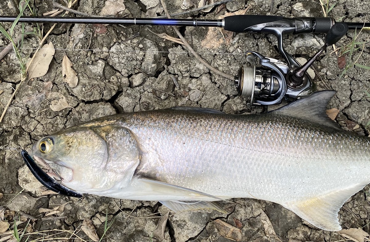 เอาเหยื่อ Bent minnow มาลองตีเล่น เจอกุเราขาโจ๋เข้าให้