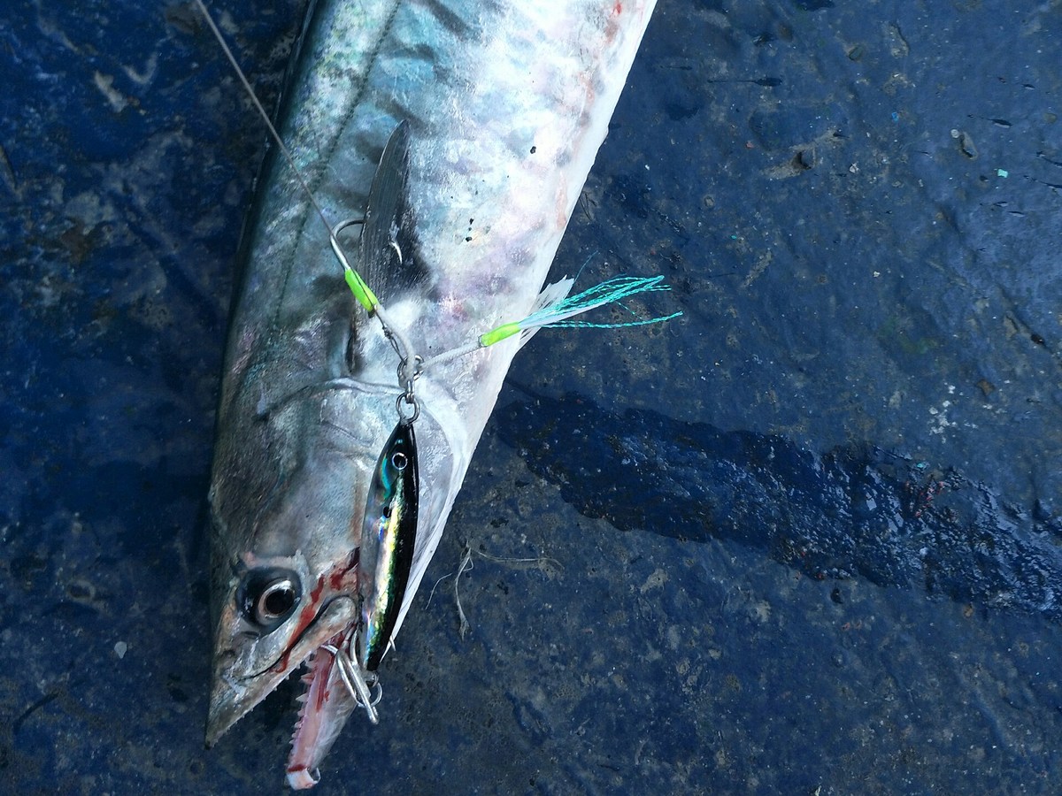 กัดปลาทู 40 กรัม ของ OAZAKA  ซะเต็มปากเต็ม