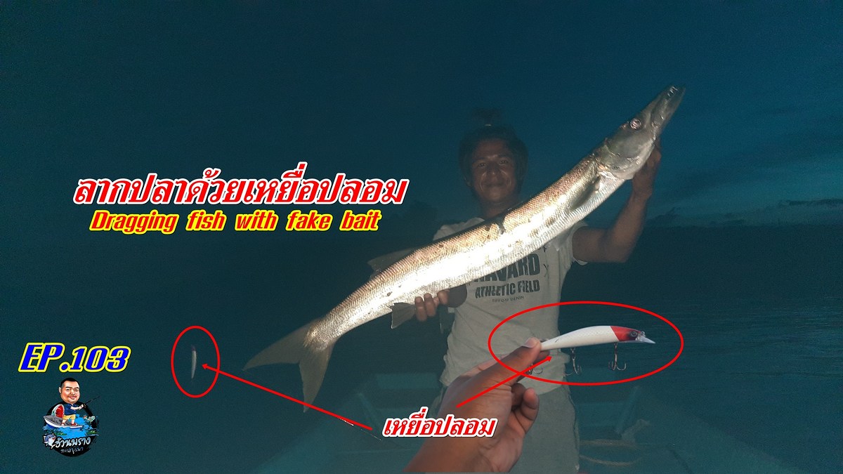 Dragging fish with fake bait ลากปลาด้วยเหยื่อปลอม เจอปลาสากใหญ่ 