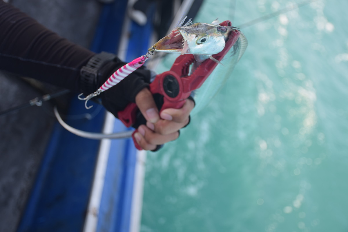 ไล้ท์จิ๊กกิ้งปลาดาบเงิน ที่สีชัง Light Jigging Beltfish
