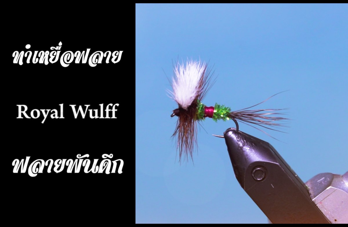 ทำเหยื่อฟลาย - Royal Wulff Fly Tying [ ฟลายพันดึก ]