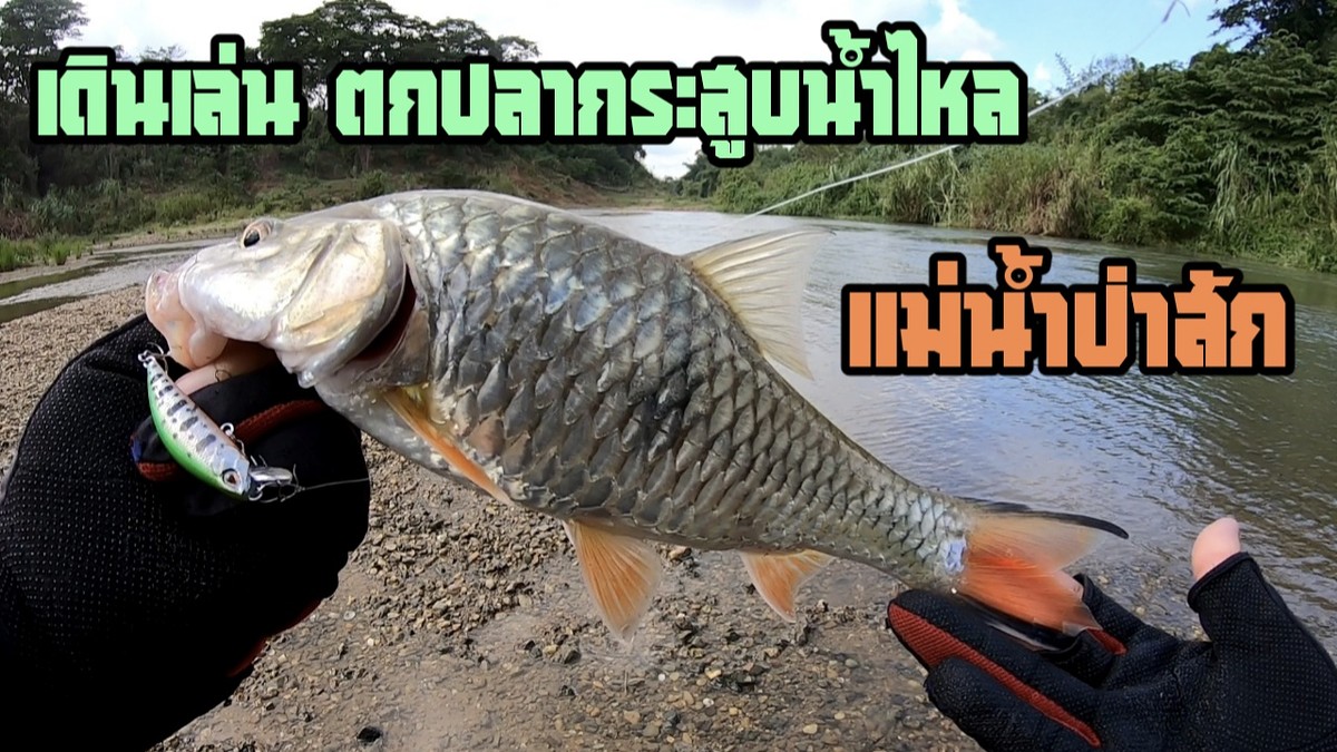 เดินเล่น ตกปลากระสูบน้ำไหล แม่น้ำป่าสัก Abu Garcia Black max3