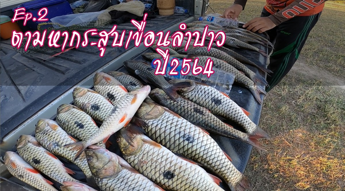 ตามหากระสูบเขื่อนลำปาว ปี 2564 #Ep​.2