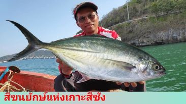 ปลาสีขนยักษ์แห่งเกาะสีชัง (Giant feathered fish of Koh Sichang)