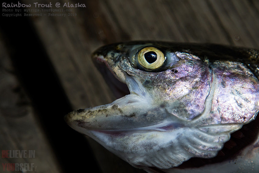 Alaska Rainbow Trout :love: