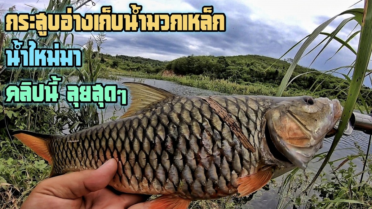 ตกปลากระสูบอ่างเก็บน้ำมวกเหล็ก น้ำใหม่มา บอกเลยคลิปนี้ลุยสุดๆ 
