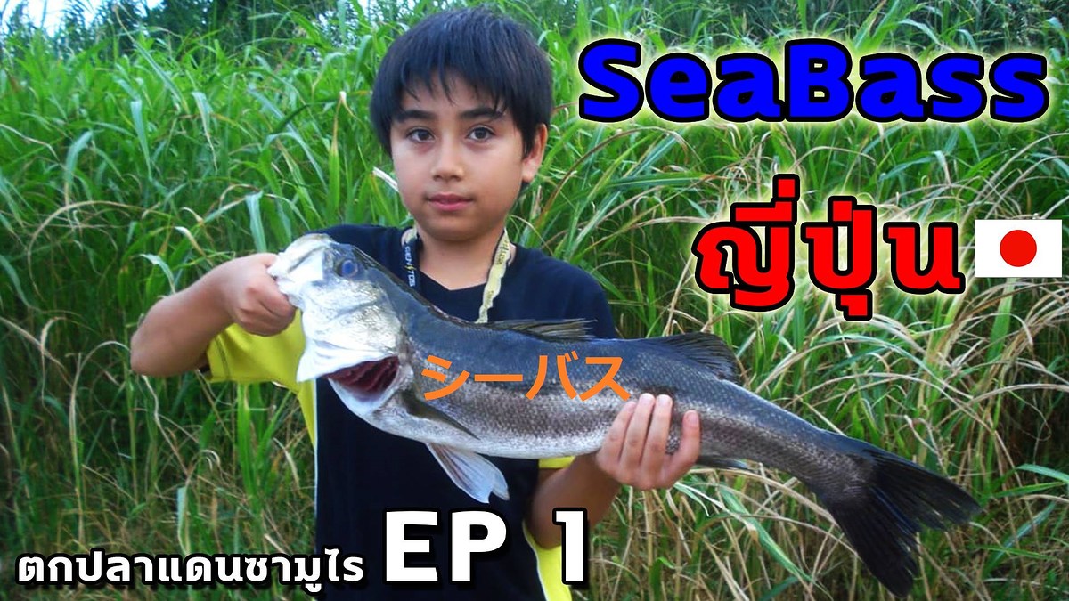 ตกปลา SeaBass ญี่ปุ่น
