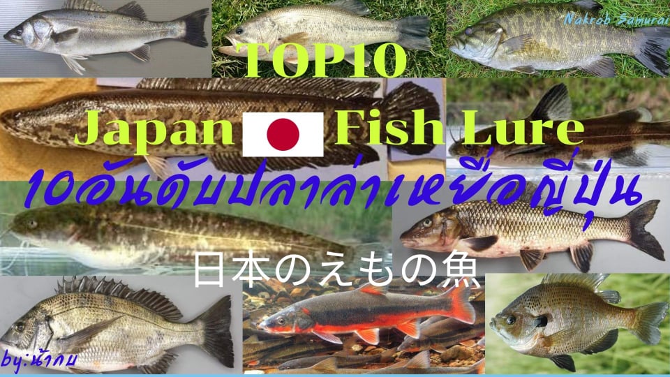 Top 10 อันดับปลาเพรชฆาต สัญชาติญี่ปุ่น
