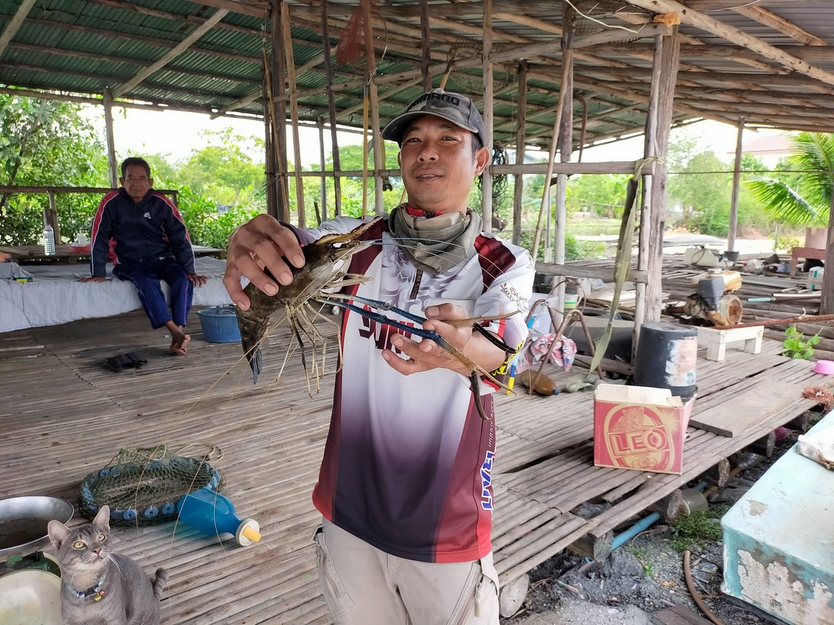 และก้อเป็นที่มา....ในการตามหา กุ้ง ใน