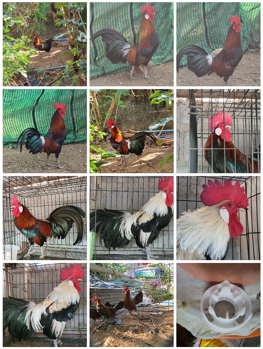  [b]ดูไก่..ว่าจะเลือกตัวไหนไปกันดี...คิ