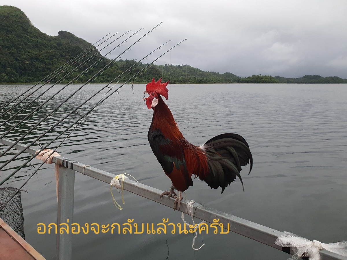  [b]มากับผมก็หลายทริปแล้วครับ. มันแสน