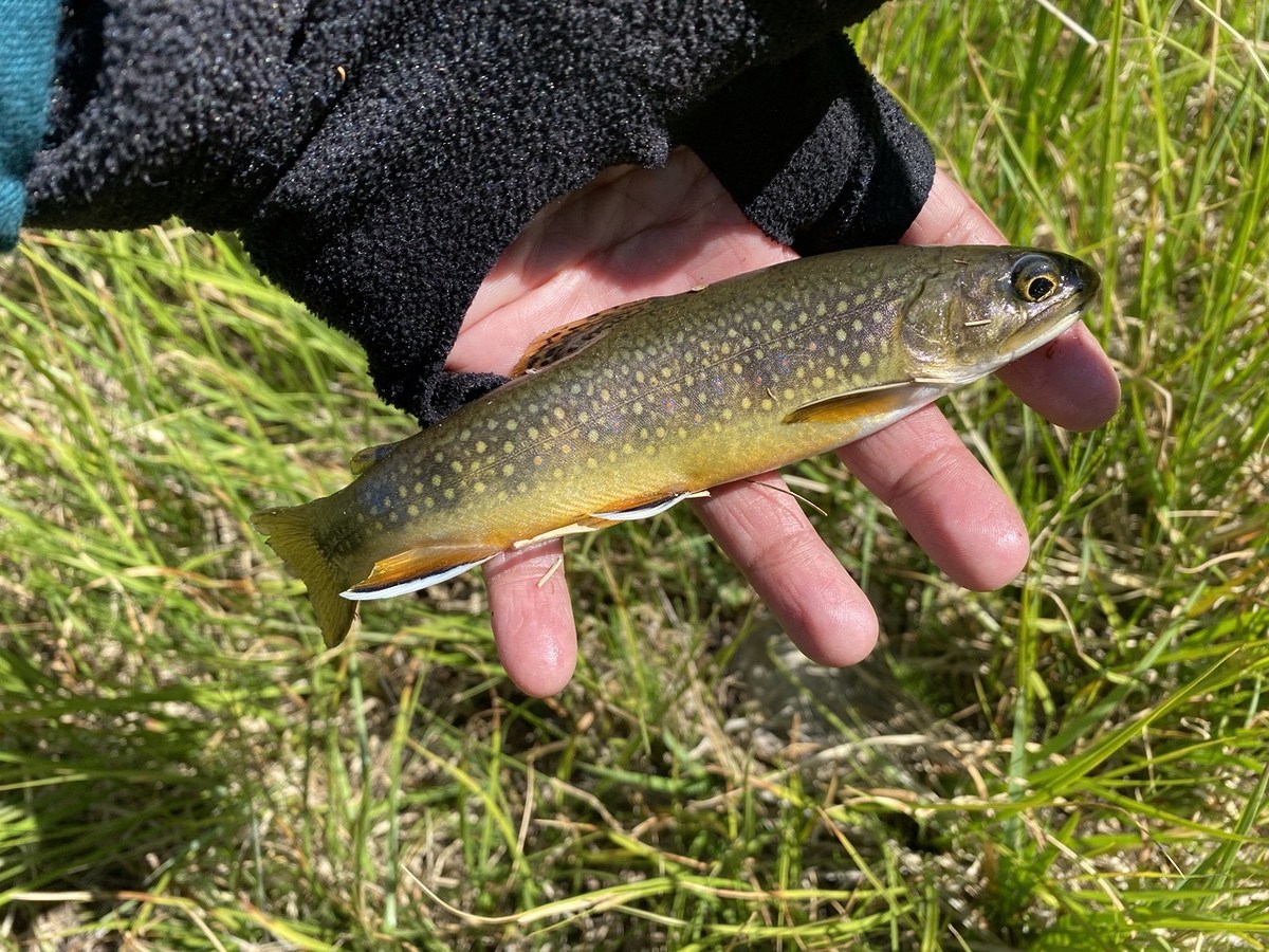 มาแล้ว 1 หน่วยครับ บรุ๊คเทราท์(Brook Trout)
 [b]ตามกฏหมายครับ 1.ใช้เหยื่อปลอมเท่านั้น 2.ขอเบ็ดต้องไ