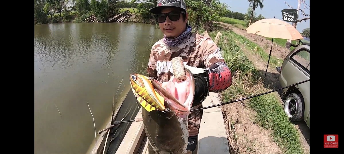 กระดี่ Rapala