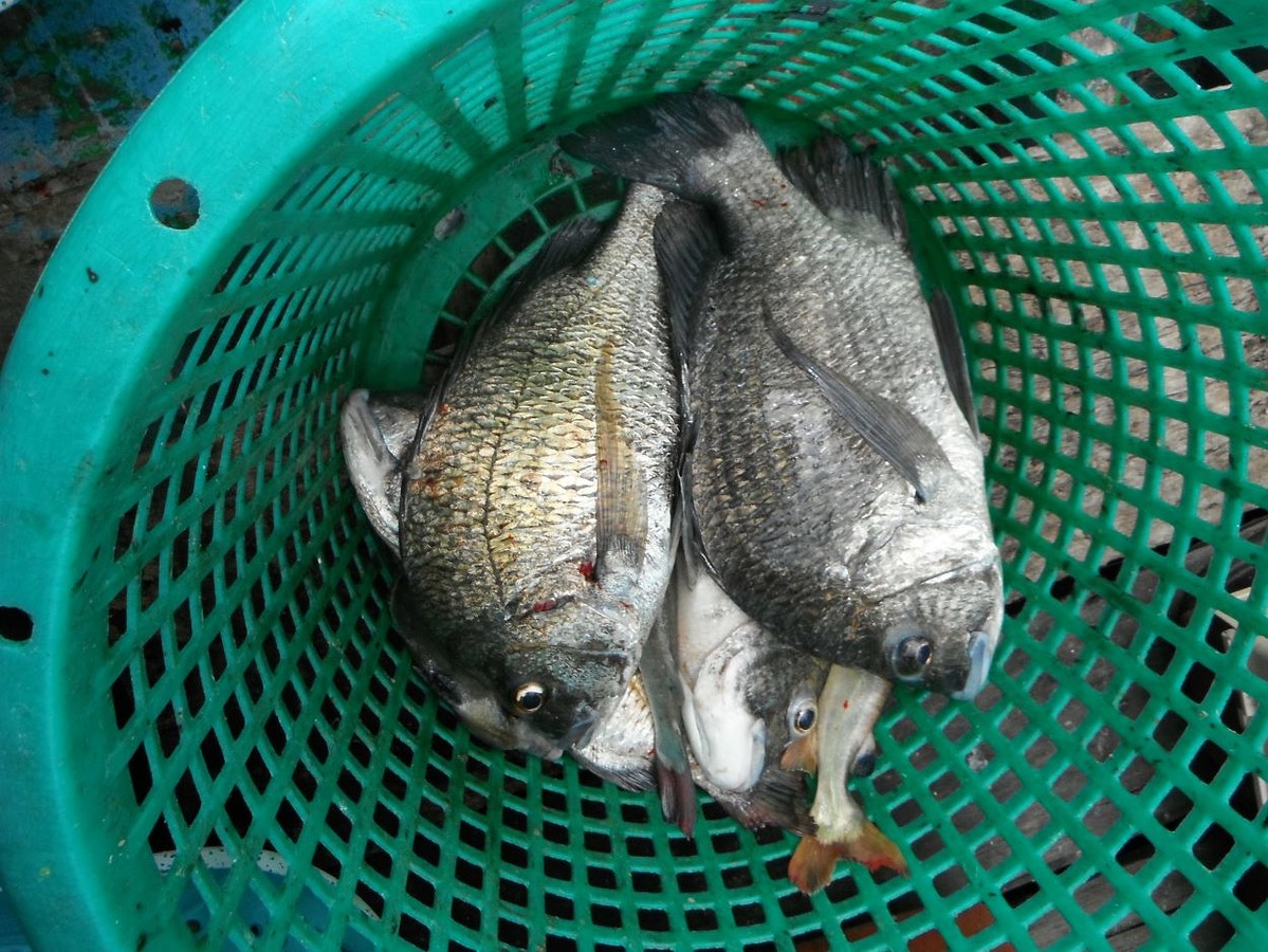 ปลาอีคุดหรือเรียกกันว่าปลาหม้อแตก (Picnic Sea Bream) ปลาเนื้อดีกินอร่อยอีกชนิหนึ่งซึ่งหากกินค่อนข้าง