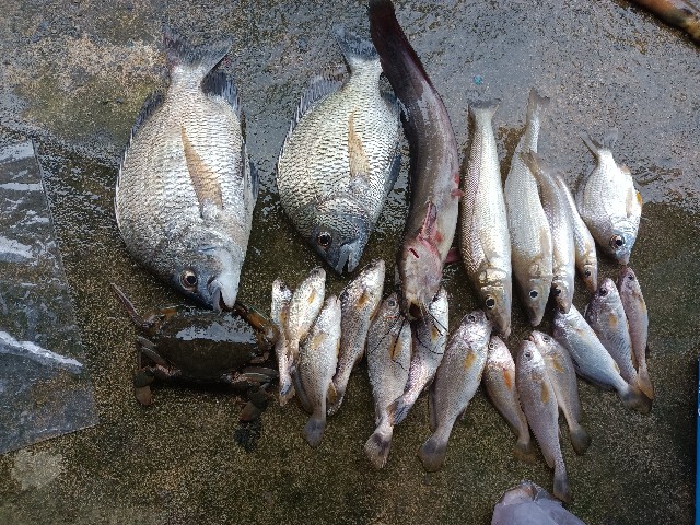 ปลารวมครับได้ปูดำไข่แน่นๆมาอีกตัวครับขณะตกถ่ายรูปน้อยมากครับปลากินช่วงน้ำหยุดต้องรีบนิดยิ่งปลาหม้อแต