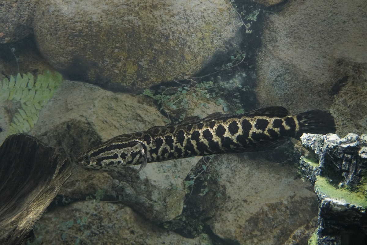ปลาช่อนพันธุ์เหนือ นะครับตัวนี้
(Northern Snakeheadfish)
แพร่กระจายในประเทศจีน และ บางส่วนของรัสเซ