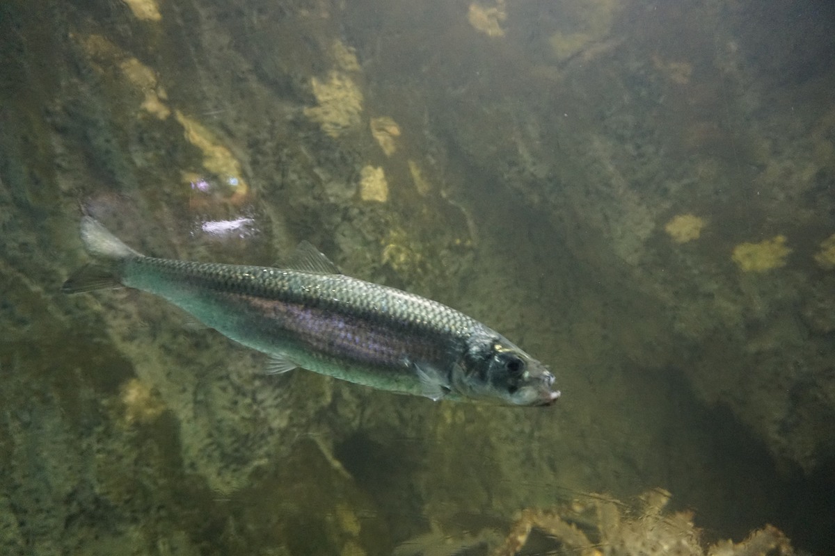 ปลาแฮริ่งแปซิฟิค
(Pacific Herring)
เปนปลากลุ่มเดียวกับปลาหลังเขียว และ ปลาซาร์ดีน มีขนาดค่อนข้างให