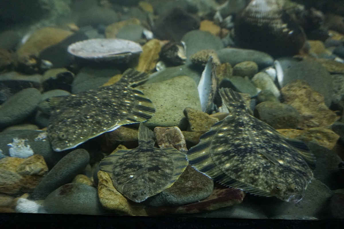 ปลาลิ้นหมา (Starry Flounder)
ขายในร้านอาหารในเมืองนี้เยอะมากครับตัวนี้