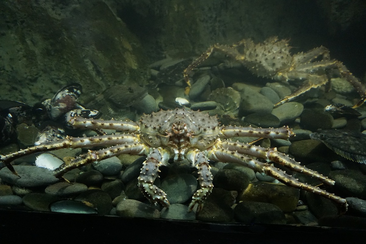 ปูยักษ์ Kamchatka king crab 
ทรงคล้ายปูอะลาสกา 
