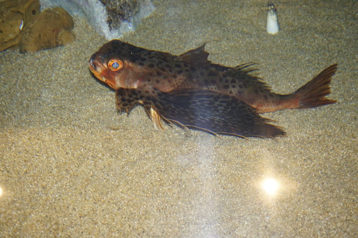 ปลานกฮูก หรือ Flying Gurnard มีในบ้านเราเช่นกันครับ
ส่วนมากมันจะติดอวนลากน้ำลึก