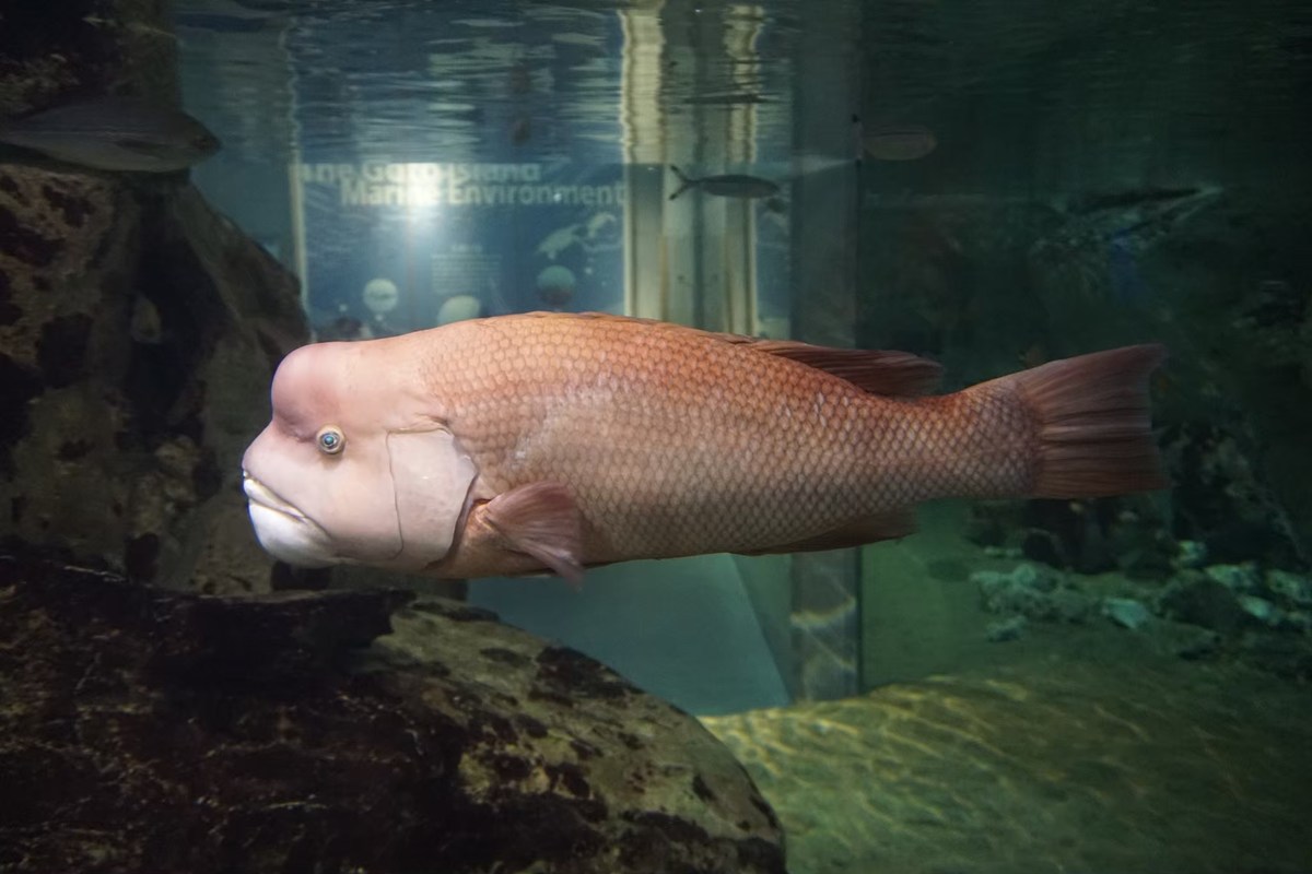 ปลา Sheephead เปนนกขุนทองชนิดนึงครับ ตัวผู้มีหัวโหนกๆคล้ายปลาหมอสี
ลองไปดูในยูทูปได้ครับ มีเรื่องรา