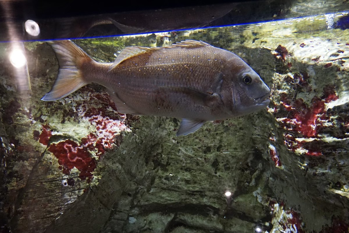 ปลา bream หรือ madai ปลาดนื้อชั้นดีชนิดนึงของร้านปลาดิบเลยครับ