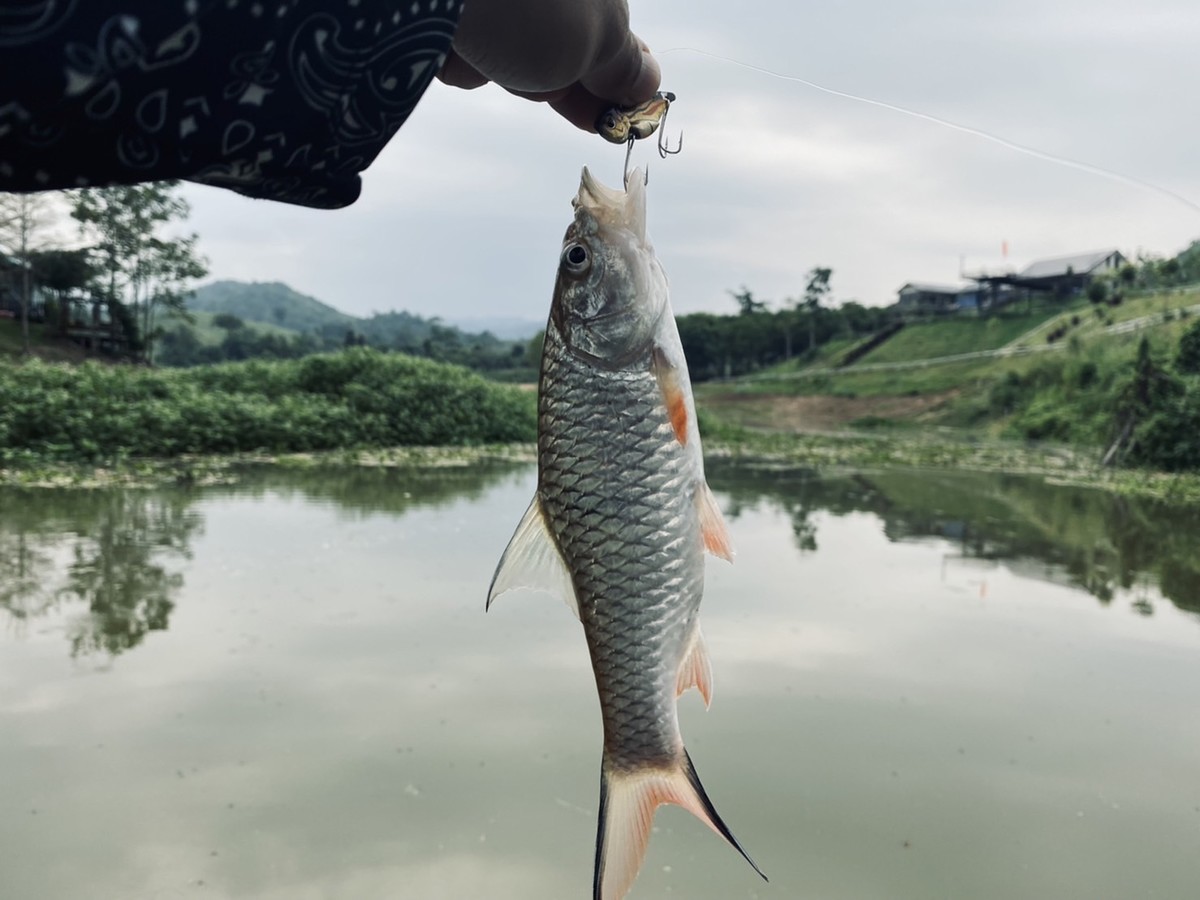 เราได้ผลตอบรับเช่นเดิม แต่ขนาดปลาน