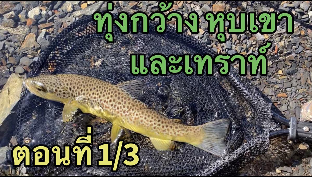 ทุ่งกว้าง หุบเขา และเทราท์