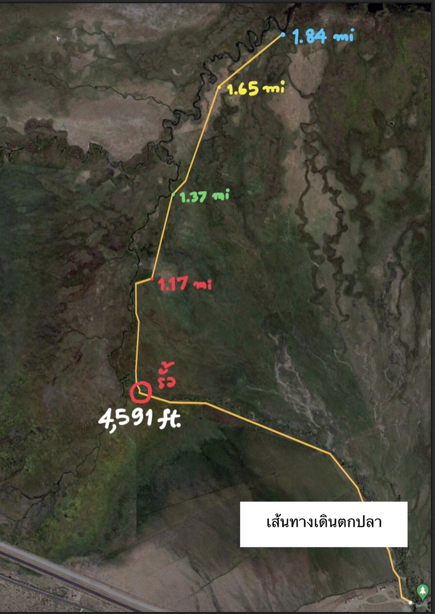 เราต้องเดินไปช่วงท้ายของลำธาร ประมาณ 3 กิโลเมตรแล้วเดินตกย้อนขึ้นมาครับ เพราะปลาหันหน้าทวนน้ำ ปลาจะต