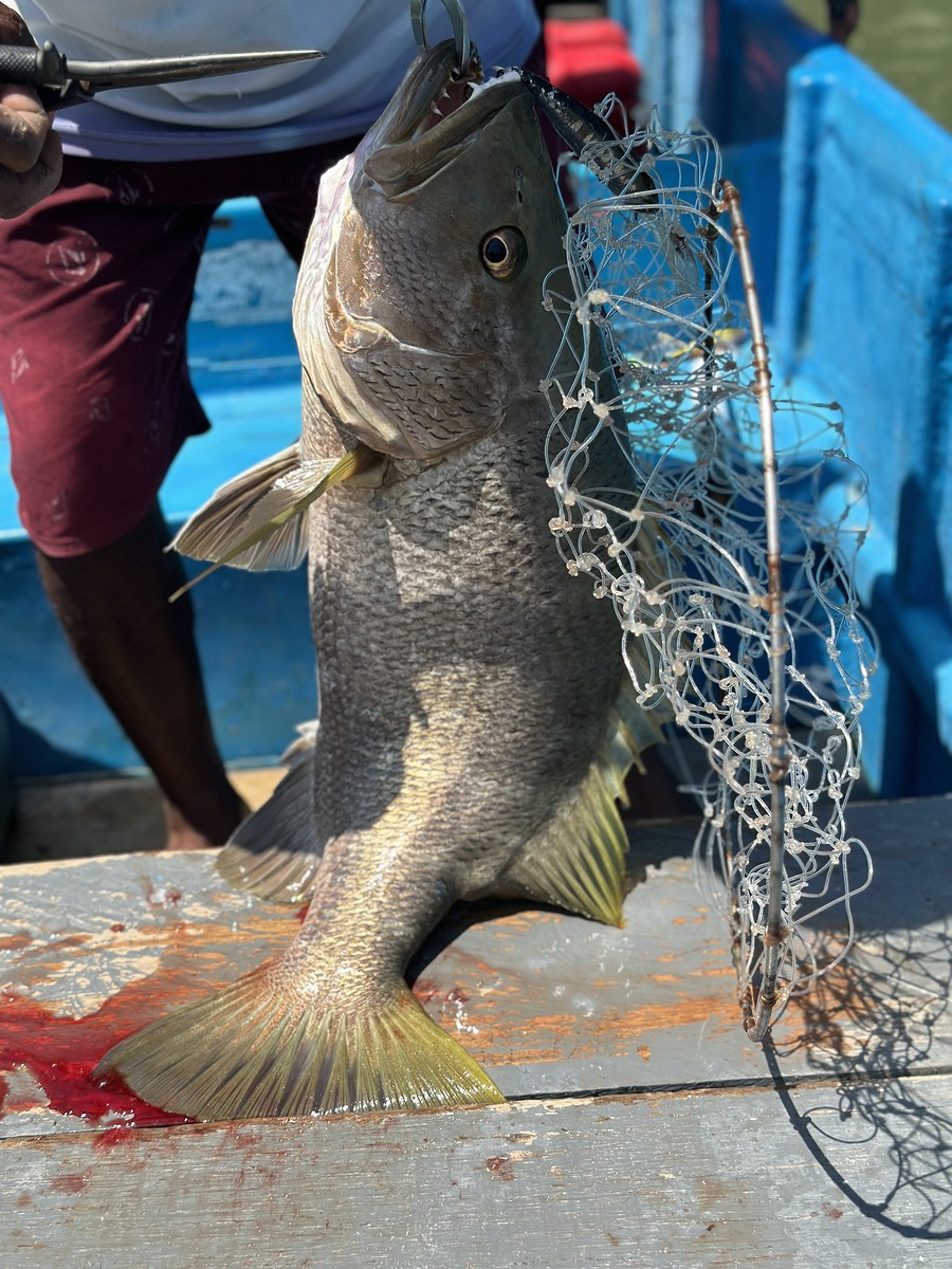 Black bass เป็นปลาที่นักตกปลาทั่วโลกยอมร