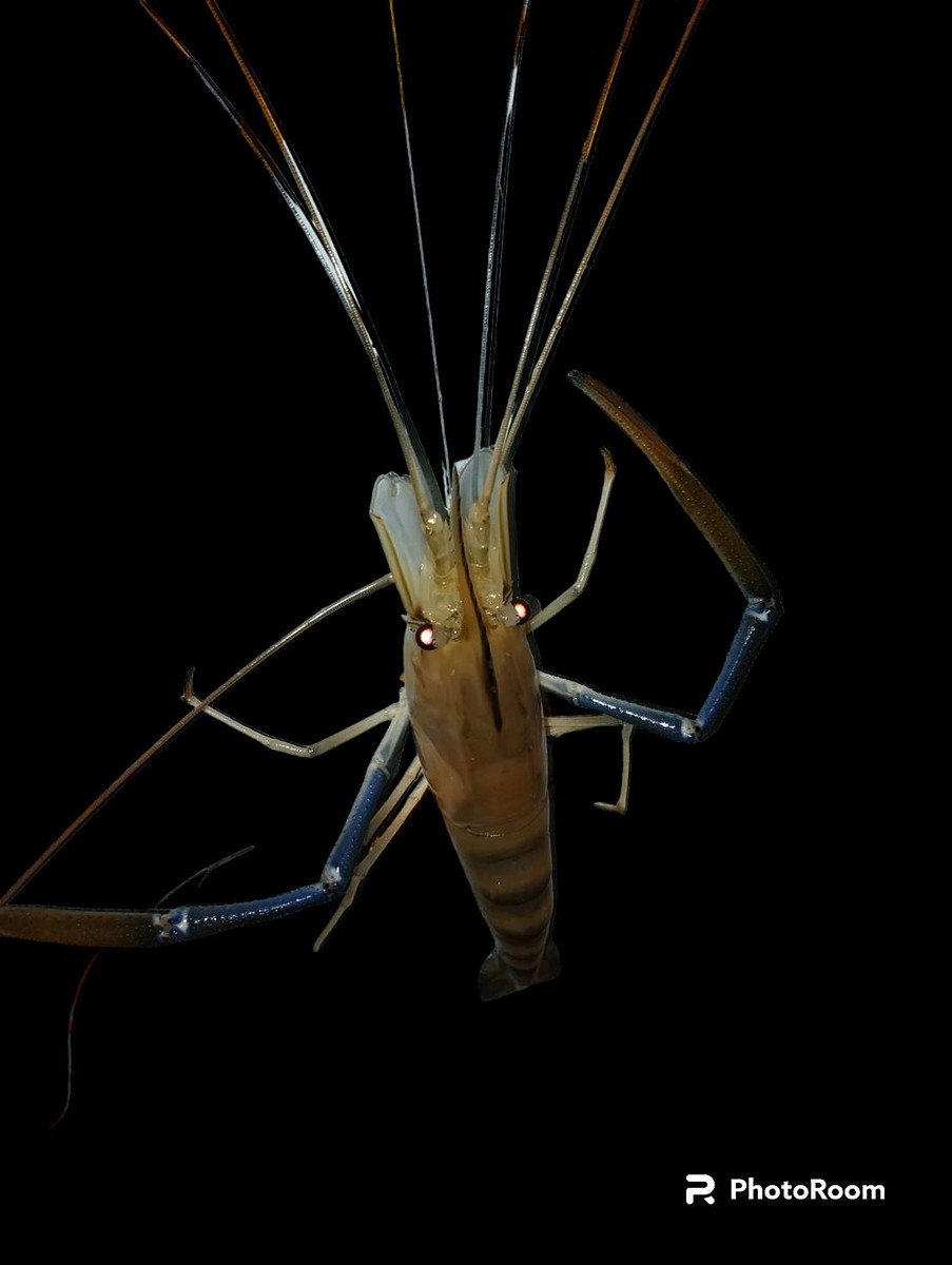 กุ้งกำลังกินจัด เด็กๆร้องเบื่ออยาก