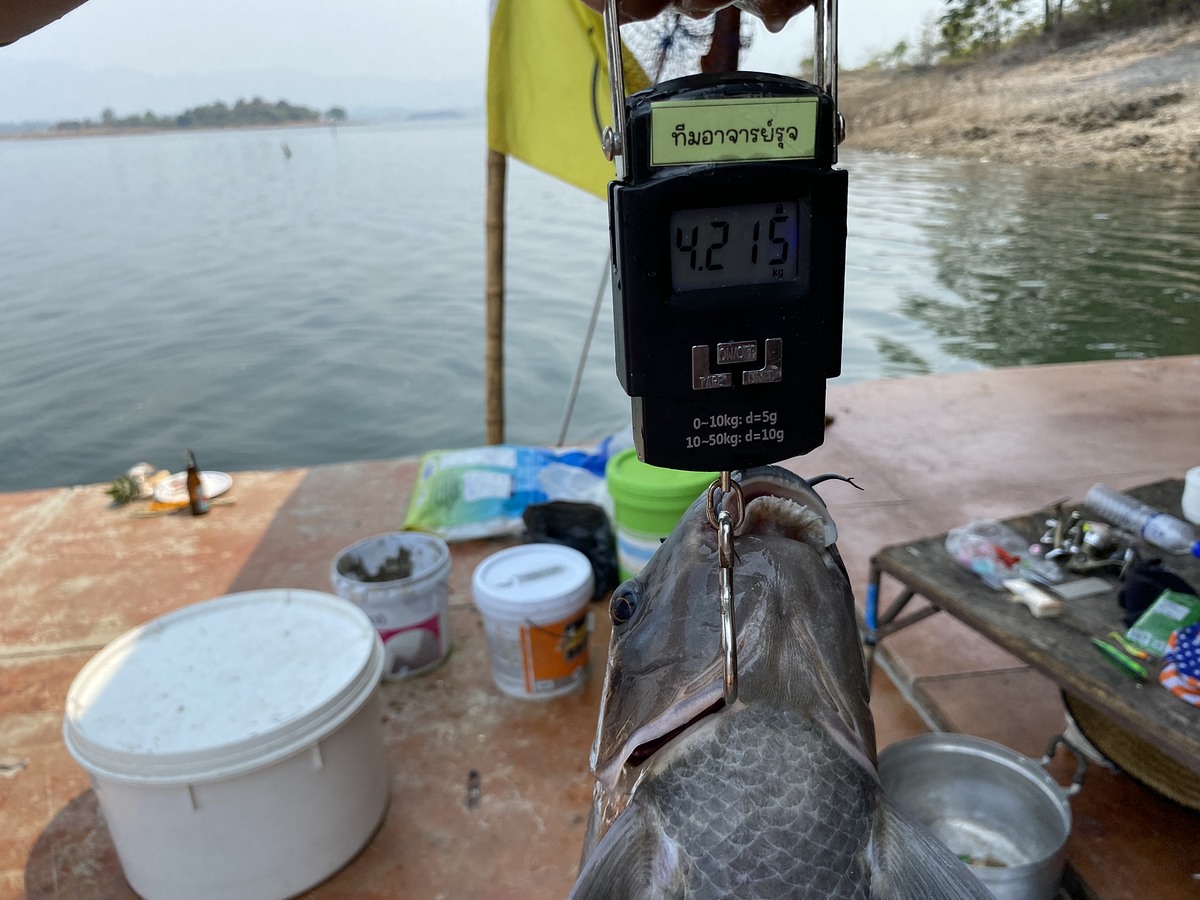 4.2 กก