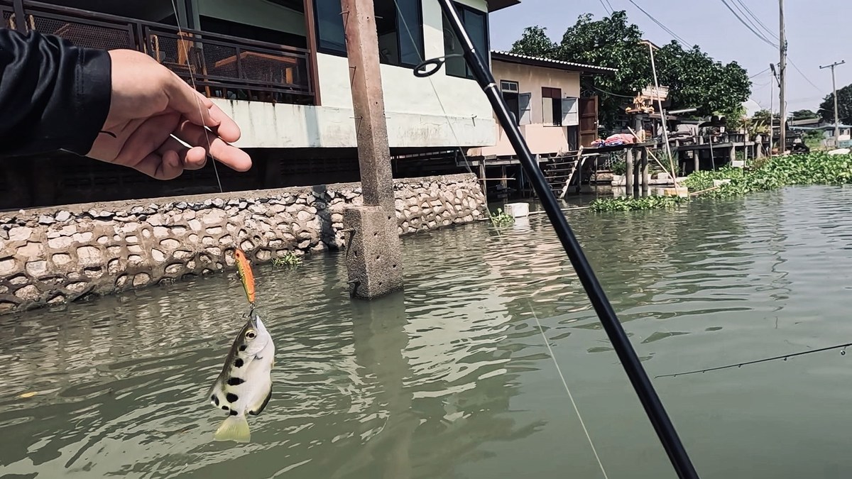 ลัดเลาะตามแนวปูนและใต้ถุนบ้านไปเรื่อย ผมก็ได้ปลาเสือมาอีกตัว 