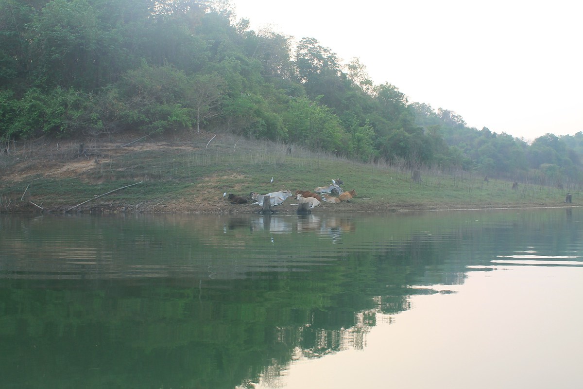 นั่งเรือมองข้างทางไปเรื่อย ถึงขนาดตะโกนทักทายวัว บ้าไปแล้วผม 555 ก็คนมันคิดถึง  :love: :laughing: