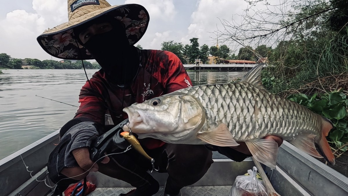 ยังคงเป็นปลากระสูบ ที่ตามมากัดเหยื่อในระดับน้ำลึกครับ 