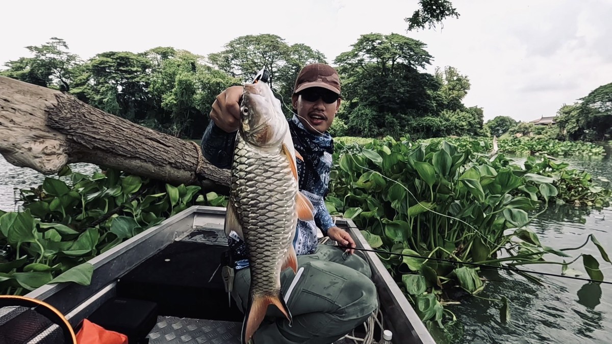 ผมเลือกใช้เป็น Gripper แบบพลาสติกเพื่อช่วยป้องกันไม่ให้ปากปลาฉีกขาด 
ก่อนจะปล่อยไปขอถ่ายภาพสวยๆสักภ