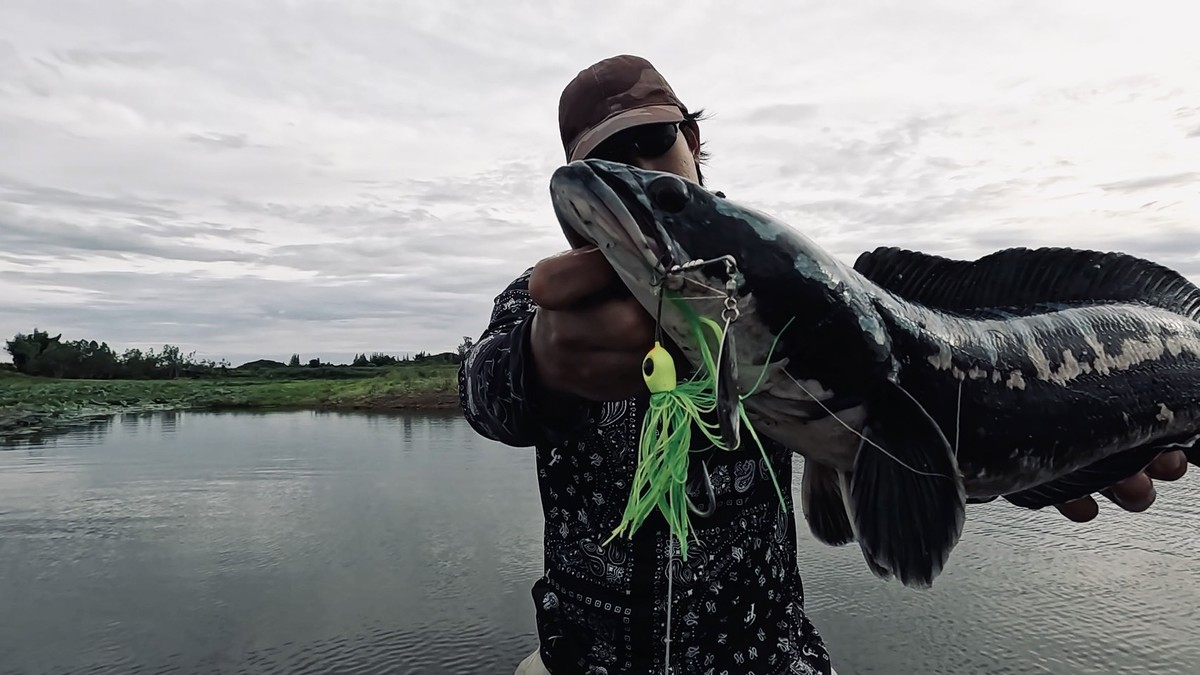ปลาชะโดตัวนี้กัดเหยื่อ spinner bait เข้าเต็มๆปาก 
อันที่จริงแล้ว ผมไม่ค่อยถนัดงานหยอดครอกด้วย
เหยื