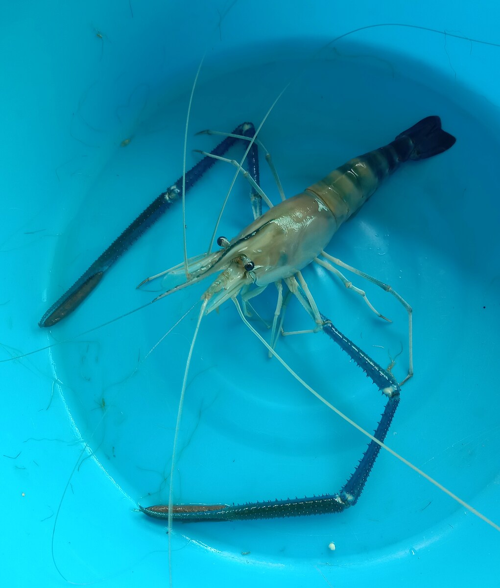 กุ้งก้ามกรามที่นี่ ขนาดเต็มวัย ตัวสวย สมส่วน และงดงาม. 
 :cheer: :cheer: :cheer: