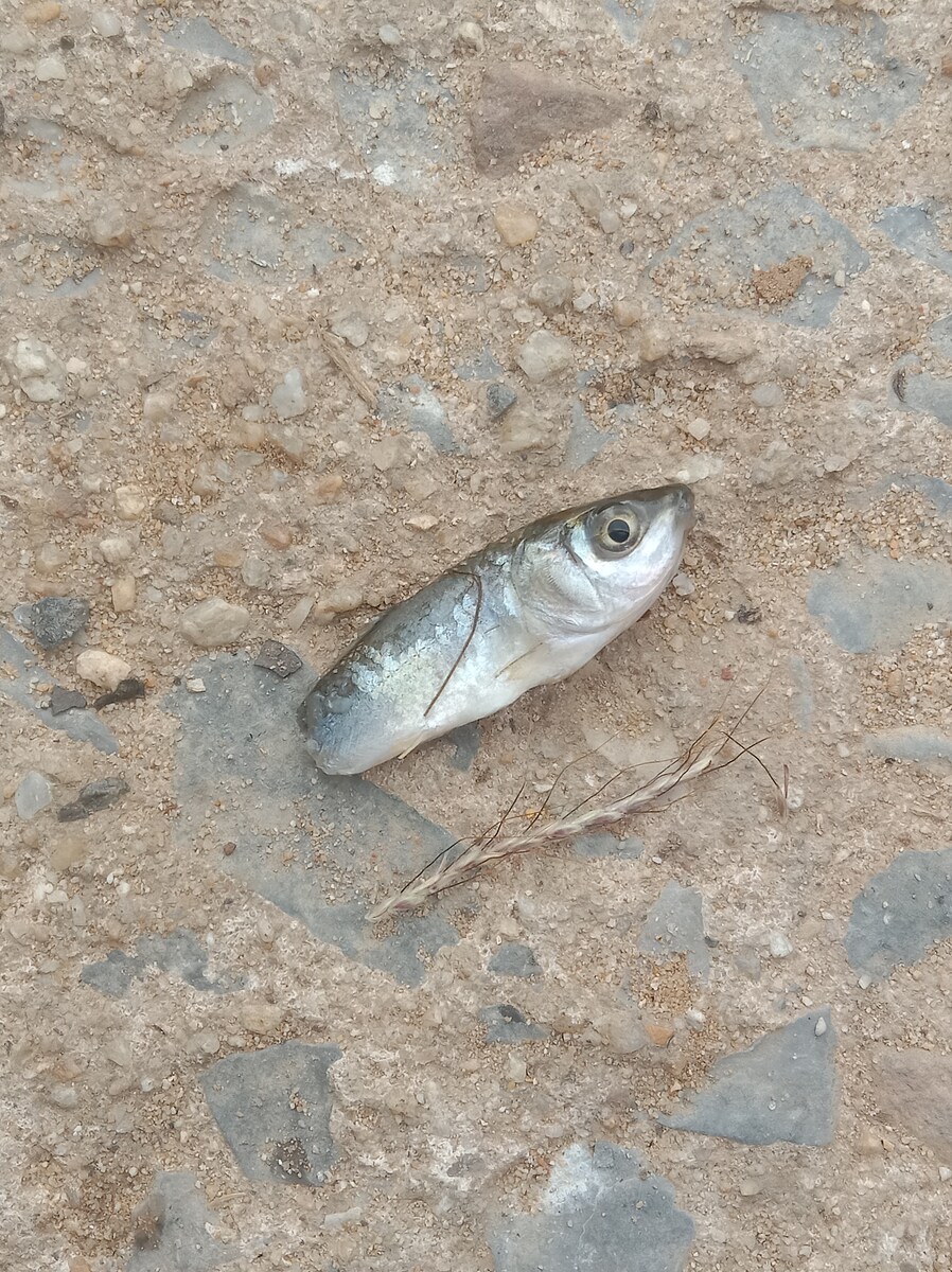 กุ้ง....เป็นนักล่าหน้าดิน มีความระแวงระวังตัวสูง มีหนวดเป็นเรดาร์ในการคลำทาง สัมผัสสิ่งต่างๆรอบข้าง 